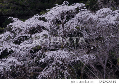 垂枝櫻花,江戶彼岸櫻花的一種 垂枝櫻花,江戶彼岸櫻花的一種 125292845