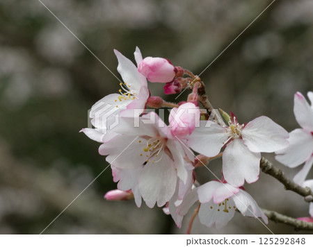 江戶彼岸櫻花 江戶彼岸櫻花 125292848