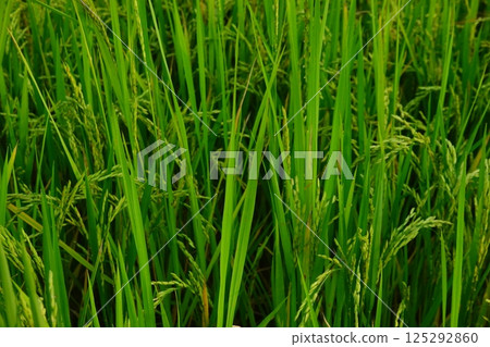 Rice field agriculture grain food yield season Rice field agriculture grain food yield season 125292860