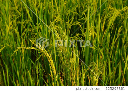 Rice field agriculture grain food yield season Rice field agriculture grain food yield season 125292861