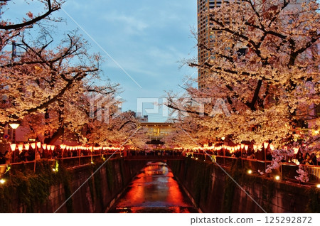 Cherry blossoms at night on Meguro River, Tokyo Cherry blossoms at night on Meguro River, Tokyo 125292872