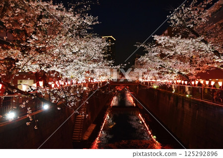 Cherry blossoms at night on Meguro River, Tokyo 125292896