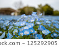 Nemophila, Toneri Park, Tokyo 125292905