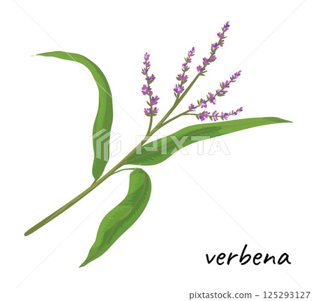 Herbal leaves icon. Green verbena. Organic medical herb. Natural plant twig with flower. Aroma wildflower. Food ingredient. Aromatic branch. Botanical element. Vector spicy product Herbal leaves icon. Green verbena. Organic medical herb. Natural plant twig with flower. Aroma wildflower. Food ingredient. Aromatic branch. Botanical element. Vector spicy product 125293127