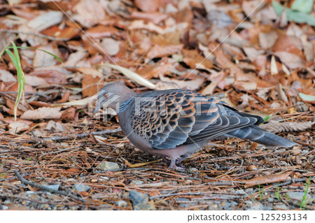 斑鳩在地面上覓食 125293134