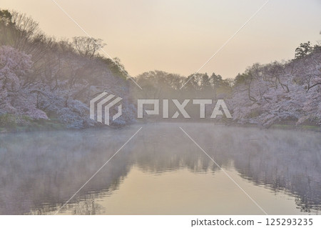 Cherry blossoms at Inokashira Park shrouded in morning mist, Tokyo Cherry blossoms at Inokashira Park shrouded in morning mist, Tokyo 125293235