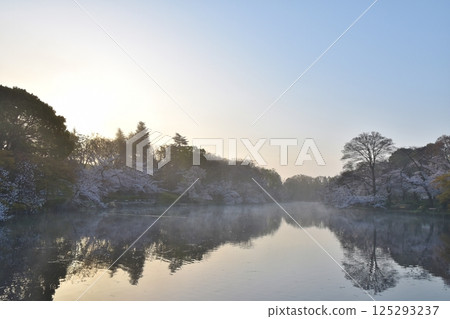 Cherry blossoms at Inokashira Park shrouded in morning mist, Tokyo Cherry blossoms at Inokashira Park shrouded in morning mist, Tokyo 125293237