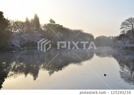 Cherry blossoms at Inokashira Park shrouded in morning mist, Tokyo 125293238