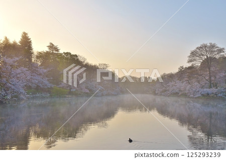 Cherry blossoms at Inokashira Park shrouded in morning mist, Tokyo 125293239