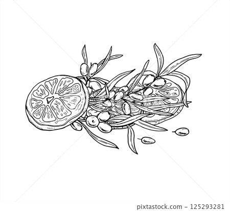 Sea buckthorn branch with orange slices hand drawn vector illustration painted by black inks. Juicy berries and citrus wedges realistic graphic sketch. For cookbooks, health blogs, organic food. 125293281