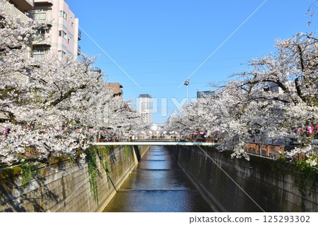 Cherry blossoms along Meguro River in the morning, Tokyo 125293302