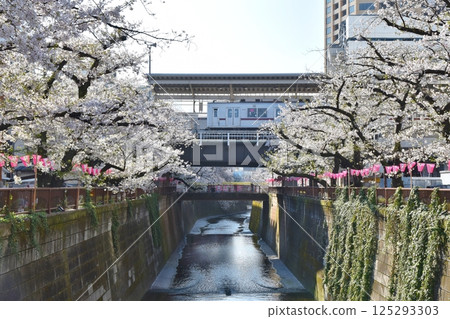 Cherry blossoms along Meguro River in the morning, Tokyo Cherry blossoms along Meguro River in the morning, Tokyo 125293303