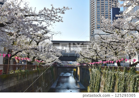 東京清晨目黑川沿岸的櫻花 125293305