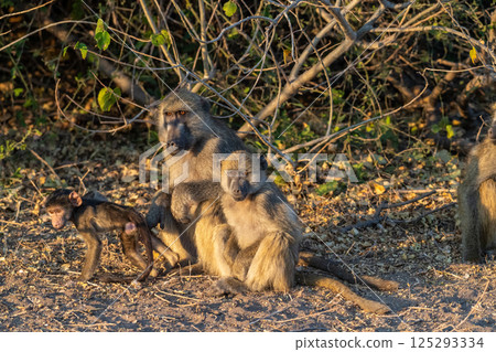 Baboon family in Chobe Baboon family in Chobe 125293334