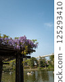 Chiba Park Wisteria trellis 125293410