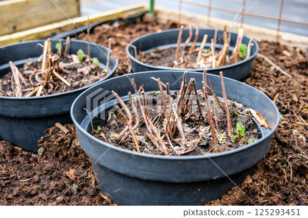 Raised garden beds in a backyard garden. Early spring planting with fresh soil and young strawberry plants growing. Concepts of sustainable living, gardening, backyard farming, and outdoor hobbies 125293451