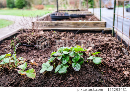 Raised garden beds in a backyard garden. Early spring planting with fresh soil and young strawberry plants growing. Concepts of sustainable living, gardening, backyard farming, and outdoor hobbies Raised garden beds in a backyard garden. Early spring planting with fresh soil and young strawberry plants growing. Concepts of sustainable living, gardening, backyard farming, and outdoor hobbies 125293481