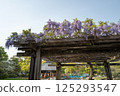 Chiba Park Wisteria trellis Spring 125293547