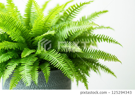 Potted fern with delicate, feathery fronds on a white background. Fleshy leaves. Houseplant in gray pot.  125294343