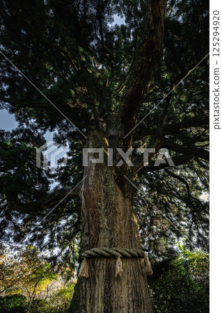 Hakone's sacred tree, full of vitality Hakone's sacred tree, full of vitality 125294920