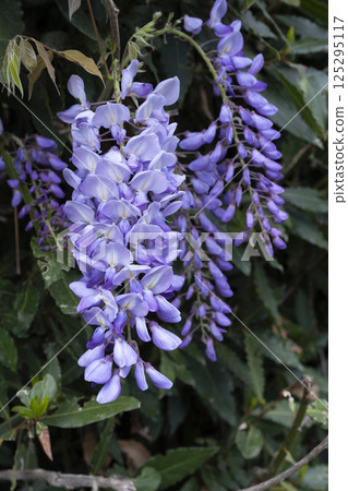 Vibrant clusters of blooming wisteria flowers capture the essence of spring in a lush garden setting Vibrant clusters of blooming wisteria flowers capture the essence of spring in a lush garden setting 125295117