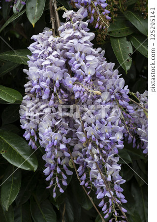 Vibrant clusters of blooming wisteria flowers capture the essence of spring in a lush garden setting Vibrant clusters of blooming wisteria flowers capture the essence of spring in a lush garden setting 125295141