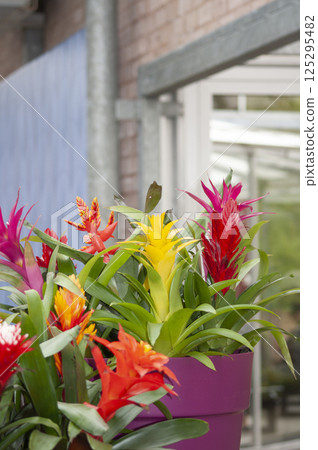 Guzmania in the flowerpot on abstract background. House, office plant. Guzmania in the flowerpot on abstract background. House, office plant. 125295482