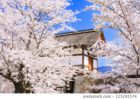 Cherry blossoms in full bloom at Matsushiro Castle ruins in Nagano 125295574