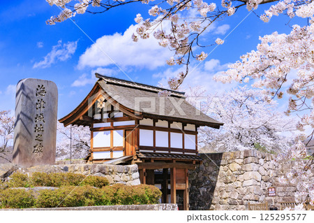 Cherry blossoms in full bloom at Matsushiro Castle ruins in Nagano 125295577