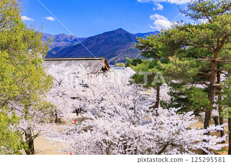 長野縣松代城遺址櫻花盛開 125295581