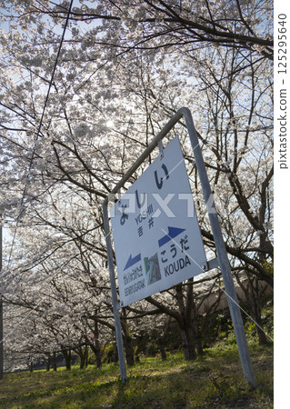 Cherry blossoms blooming at Yoshii Station Cherry blossoms blooming at Yoshii Station 125295640