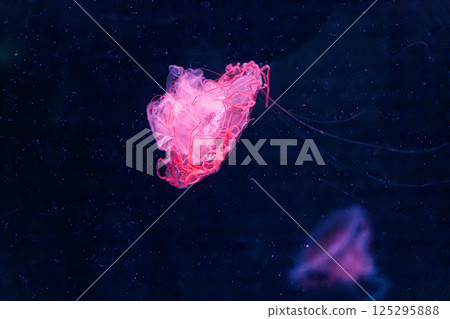underwater photography jellyfish chrysaora melanaster, Northern Sea Nettle or brown jellyfish 125295888