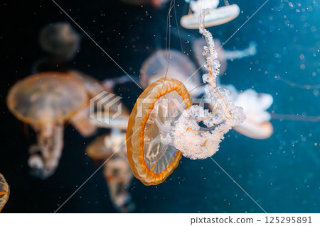 underwater photography jellyfish Chrysaora fuscescens, Pacific sea nettle, West Coast sea nettle 125295891
