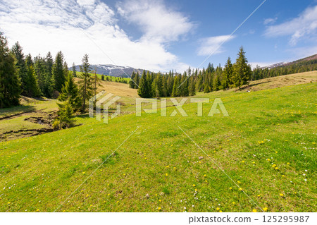 mountainous countryside of ukraine in spring. fir woods on the grassy hills. distant alpine tops of borzhava ridge in snow. sunny day in transcarpathia mountainous countryside of ukraine in spring. fir woods on the grassy hills. distant alpine tops of borzhava ridge in snow. sunny day in transcarpathia 125295987
