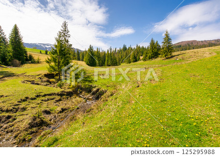 mountainous countryside of ukraine in spring. fir woods on the grassy hills. distant alpine tops of borzhava ridge in snow. sunny day in transcarpathia 125295988