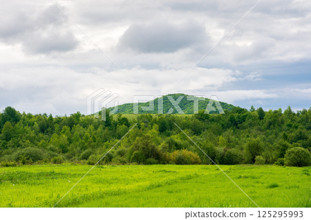 field near the forested hill. green rural landscape of ukraine in spring. beautiful view of grass meadow under cloudy sky in the morning. background for farmland or grassland in europe 125295993