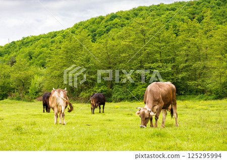 cow cattle grazing grass on the countryside meadow. rural landscape in spring cow cattle grazing grass on the countryside meadow. rural landscape in spring 125295994