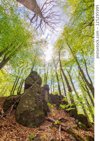 forest nature in summer. dense woods. deciduous tree in green foliage. environment background of beech woodland with branch under sky. rock on the hill forest nature in summer. dense woods. deciduous tree in green foliage. environment background of beech woodland with branch under sky. rock on the hill 125295995