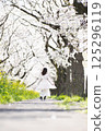A woman walking along cherry blossoms 125296119