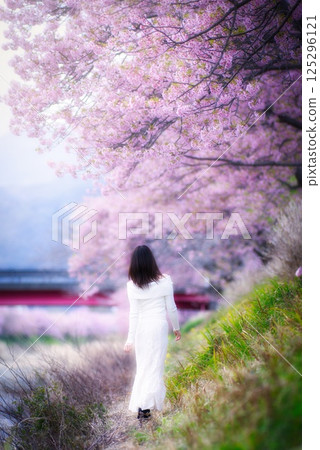A woman visiting Kawazu cherry blossoms in early spring 125296121