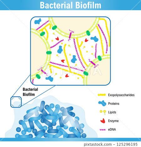 Schematic representation of a bacterial biofilm 125296195