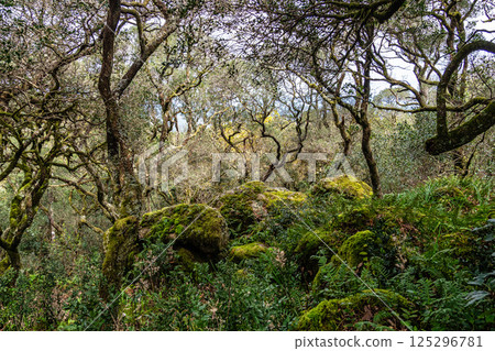Ancient oak forest of Bussaco, in Luso, Aveiro in Portugal. Trail between trees. Stairs in forest. Forest footpath. Ancient oak forest of Bussaco, in Luso, Aveiro in Portugal. Trail between trees. Stairs in forest. Forest footpath. 125296781