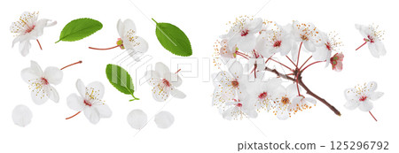 cherry flowers isolated on white background. Top view. Flat lay 125296792