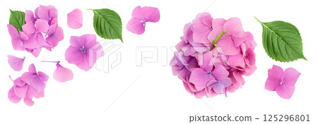 Pink Hydrangea flower isolated on white background. Top view with copy space for your text. Flat lay 125296801