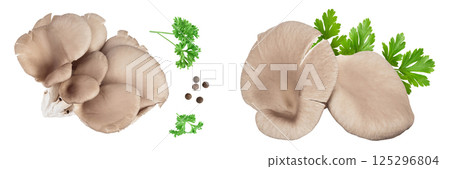 Oyster mushrooms isolated on white background with full depth of field. Top view. Flat lay 125296804