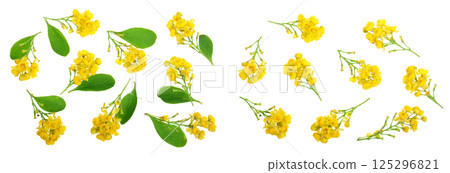 Flowers of barberries with leaves isolated on white background 125296821