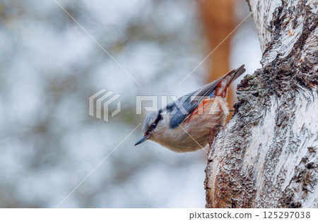 Eurasian nuthatch - Sitta europaea on a tree Eurasian nuthatch - Sitta europaea on a tree 125297038