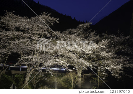 Cherry blossom light up Cherry blossom light up 125297040