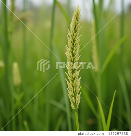 In the heart of a serene landscape, a single rice stalk rises above the verdant expanse. Clouds linger ominously, hinting at an approaching storm while nature thrives Generative AI 125297288
