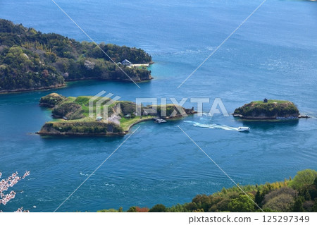 [愛媛縣]盛開的櫻花，野島和牛島 125297349